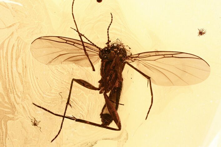 Detailed Fossil Fungus Gnat (Mycetophilidae) In Baltic Amber #328191